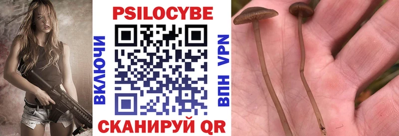 Псилоцибиновые грибы Psilocybe  закладка  Хасавюрт 